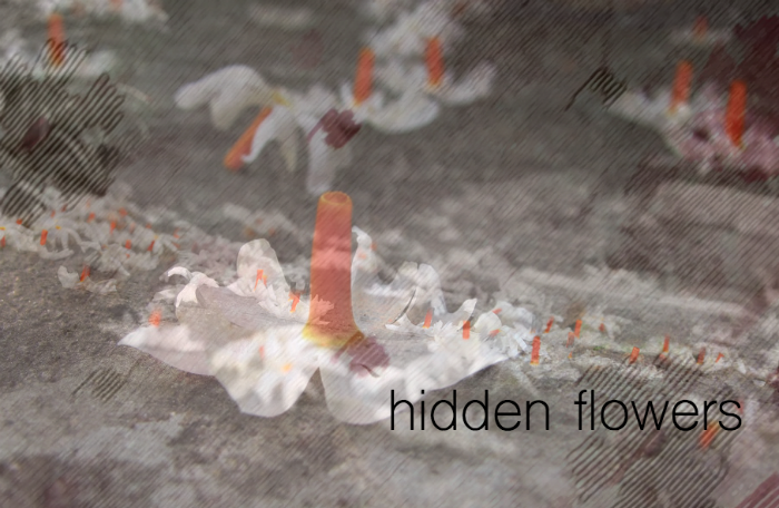 the loight of hidden flowers